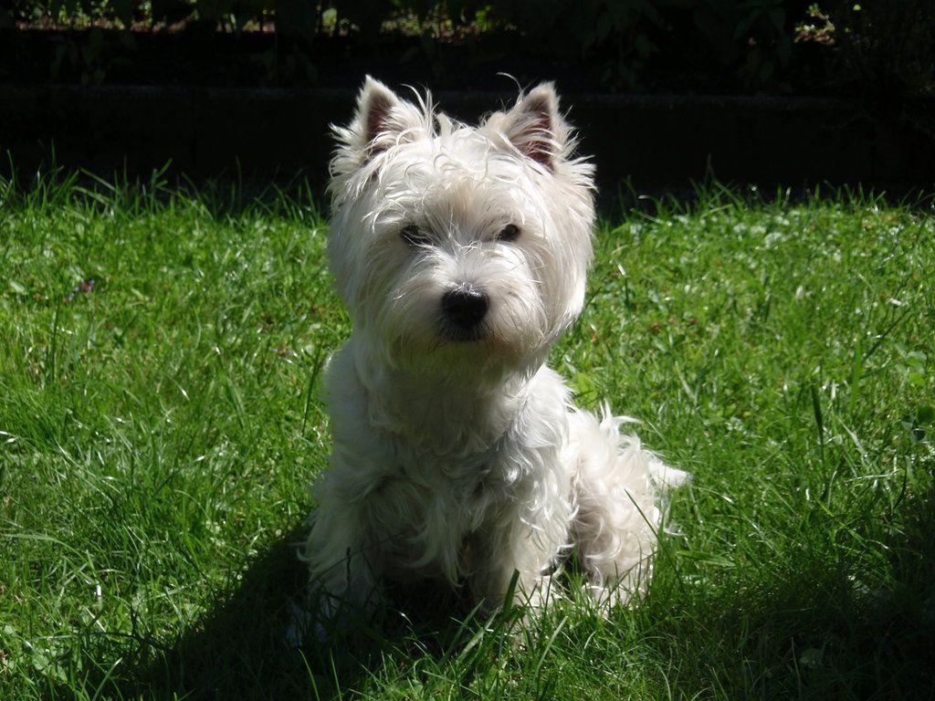 1030x770 Westie Wallpaper Image & Picture, Desktop