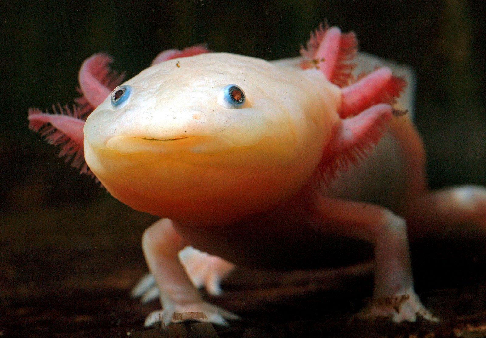 1600x1120 The axolotl, a fully aquatic salamander that spends its whole life, Desktop