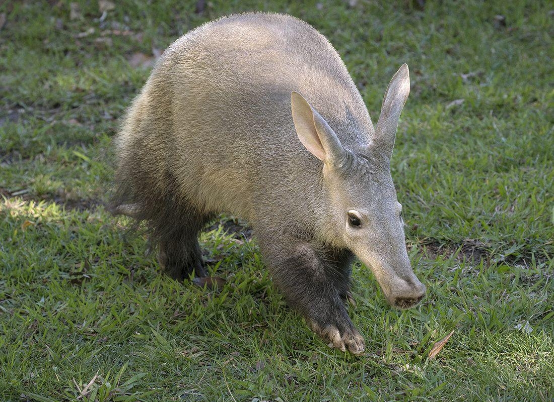 1100x800 Aardvark Wallpaper High Quality, Desktop