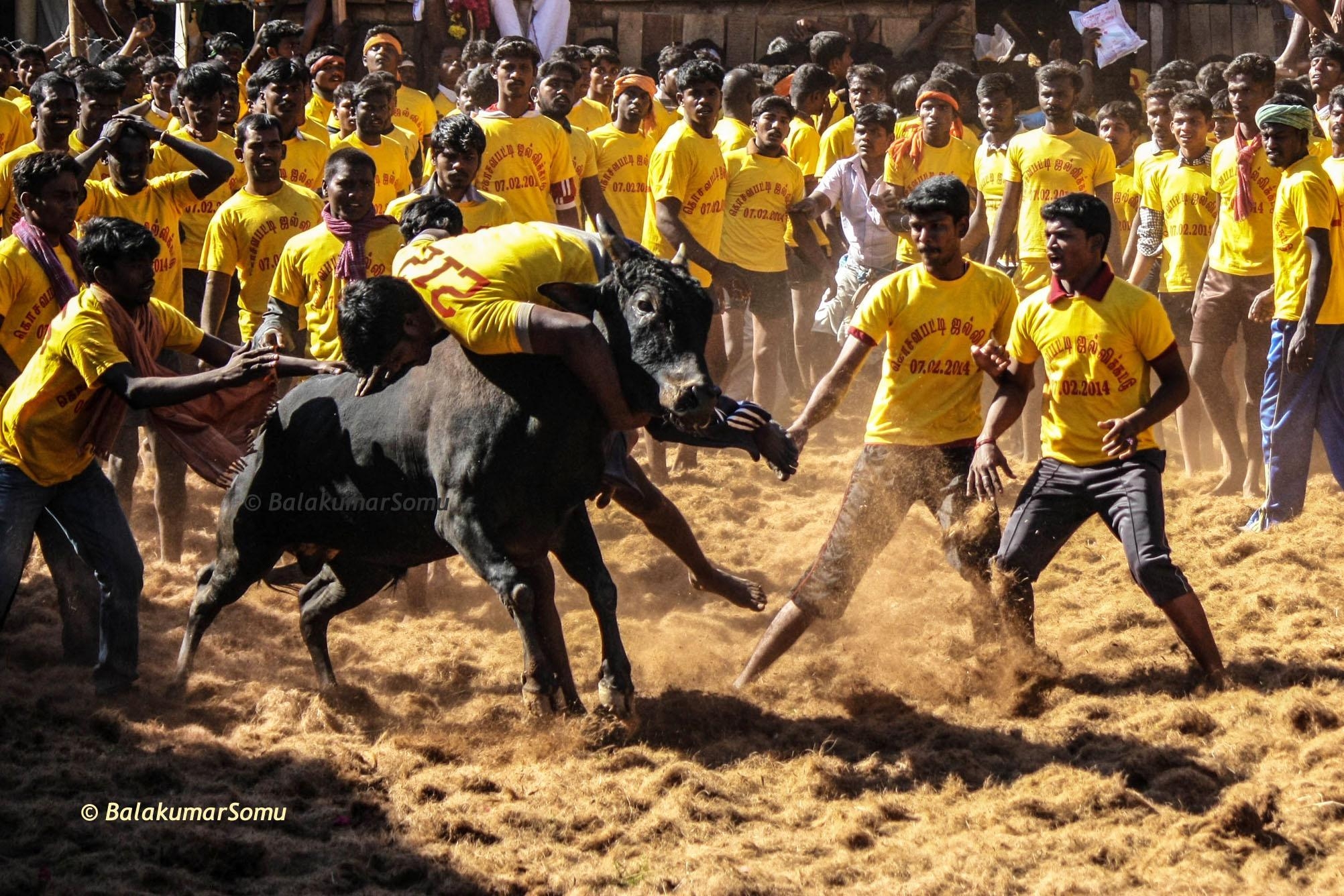 2010x1340 Jallikattu Wallpaper HD, image collections of wallpaper, Desktop