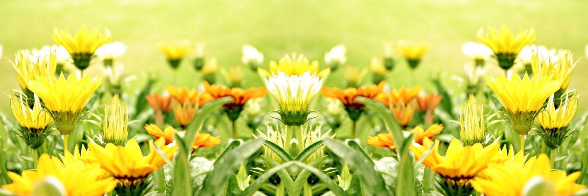 2050x690 Yellow Flower Wallpaper and Picture Items, Dual Screen