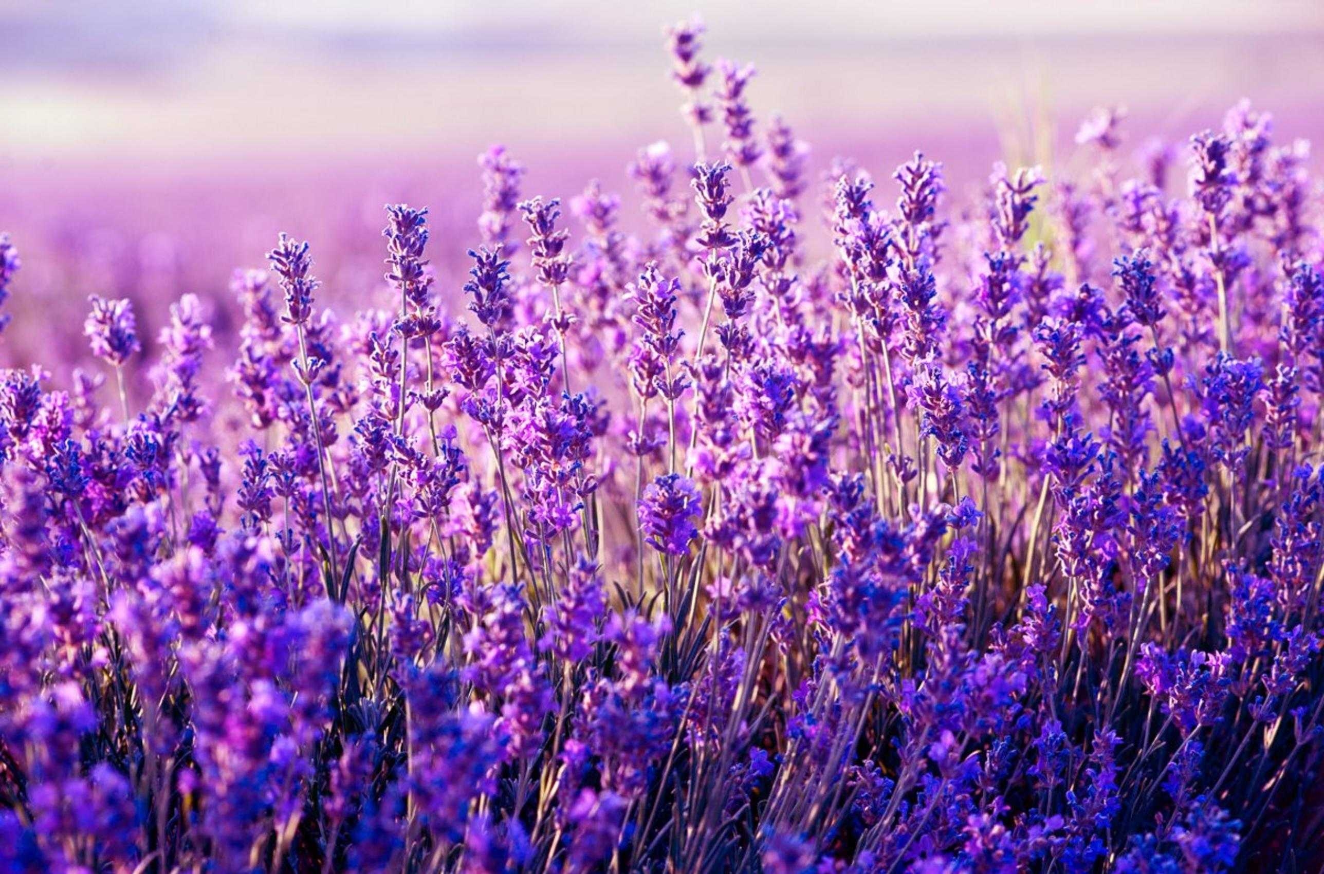 2580x1710 Lavender Wallpaper Free HD Wallpaper, Desktop