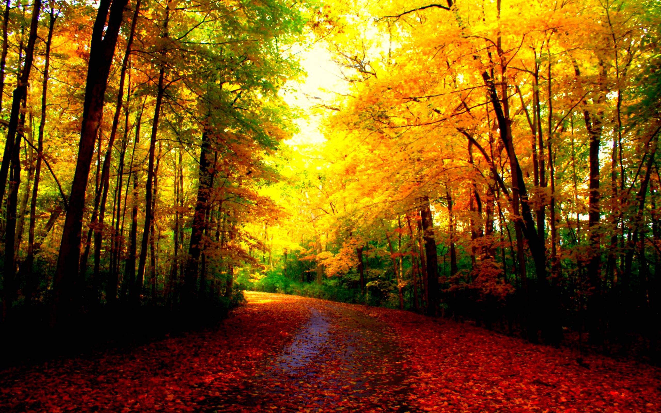 2560x1600 HD Beautiful Autumn Wallpaper, Desktop