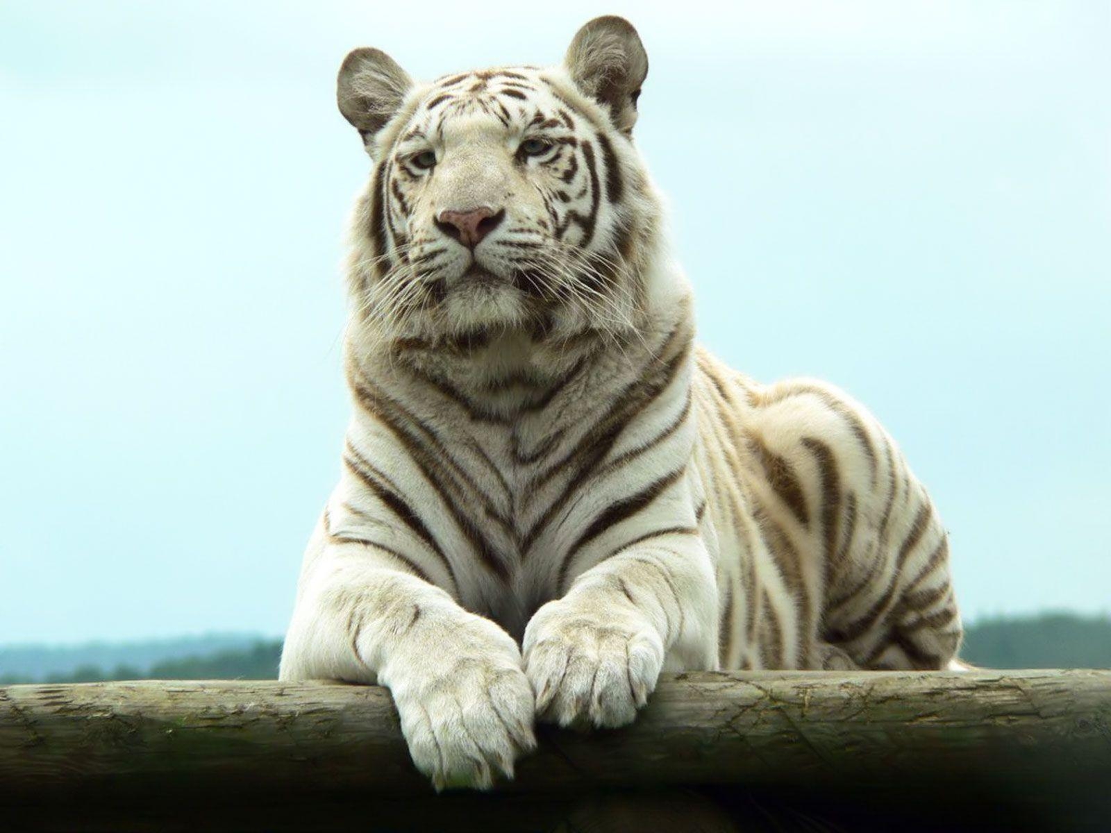 1600x1200 White Bengal Tiger Wallpaper. Free Desk Wallpaper, Desktop