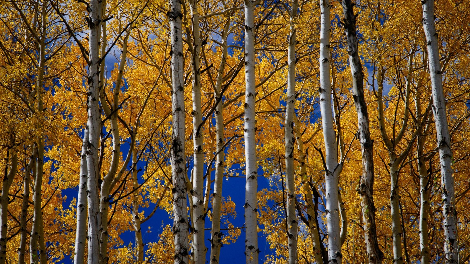 1920x1080 Yellow Aspen Trees In Fall Download HQ Wallpaper, Desktop