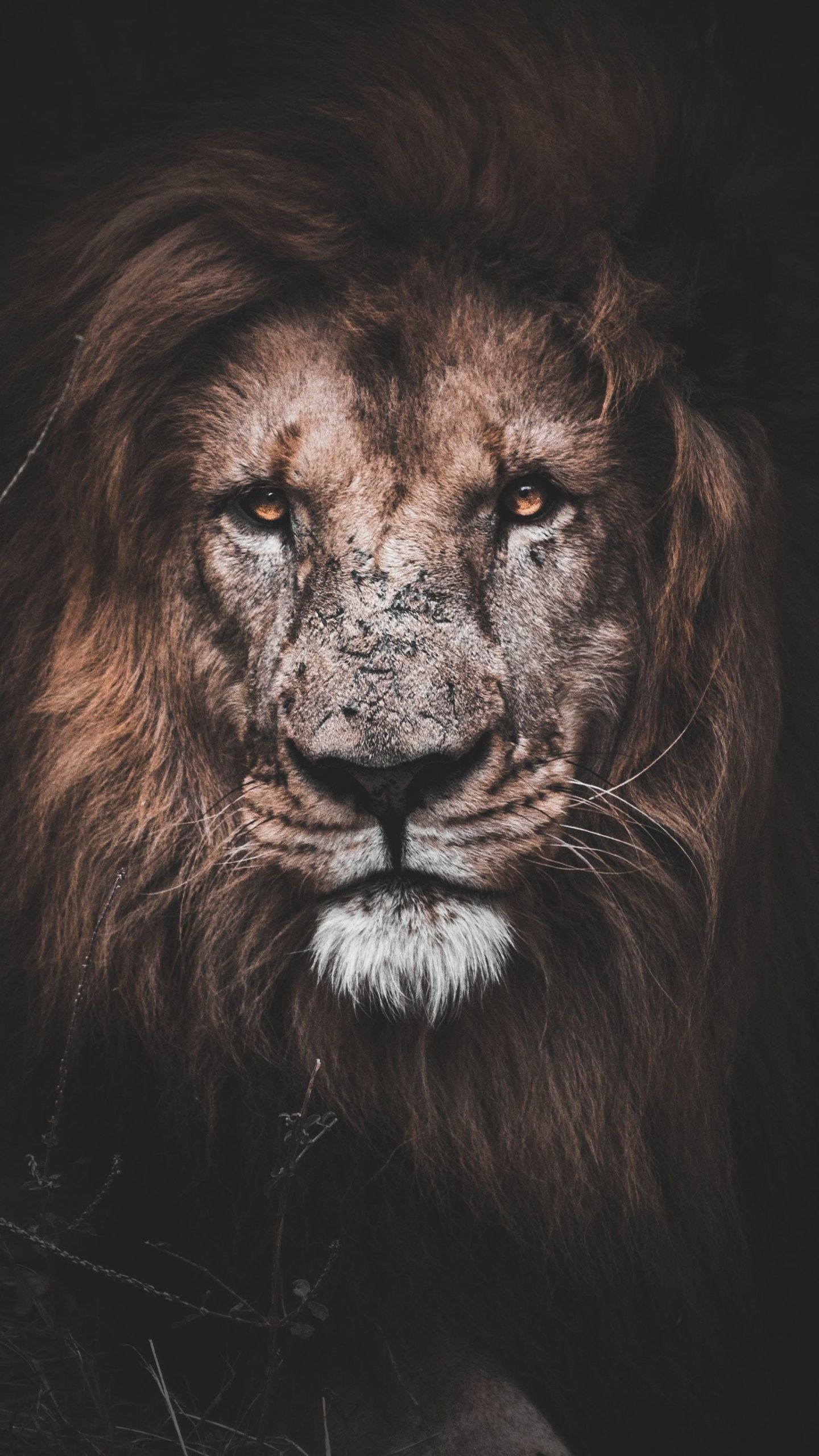 1440x2560 Download  wallpaper might lion, animal, muzzle, qhd samsung galaxy s s edge, note, lg g  HD image, background, 9947, Phone