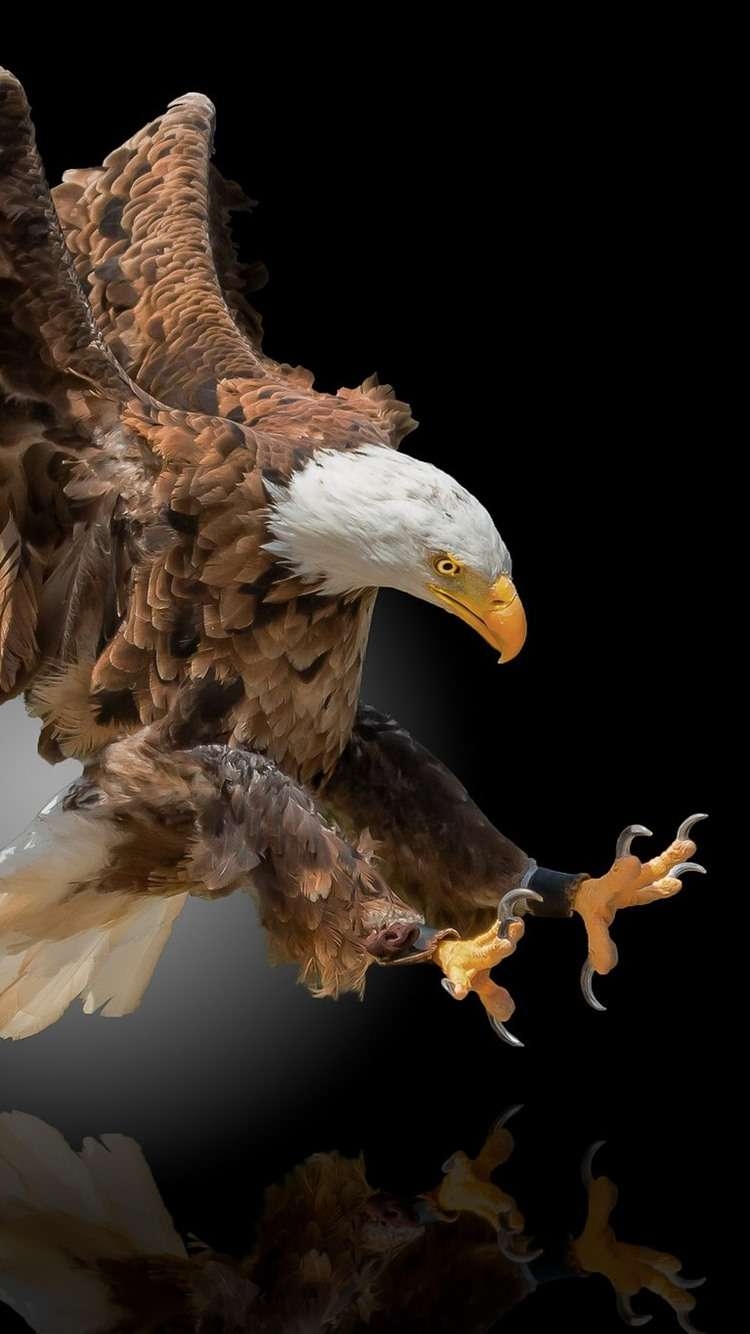 750x1340 Full HD Eagle Wallpaper iPhone, Phone