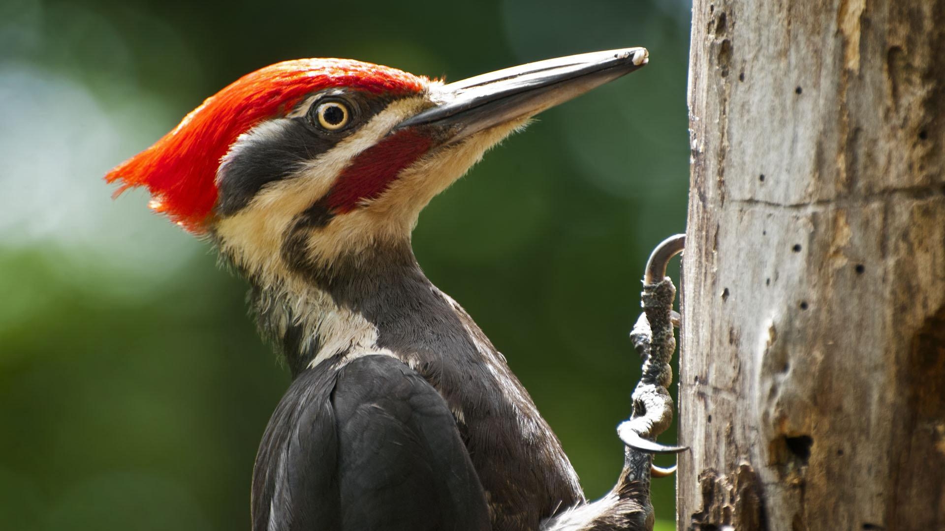 1920x1080 Woodpecker wallpaper  Full HD (1080p) desktop background, Desktop