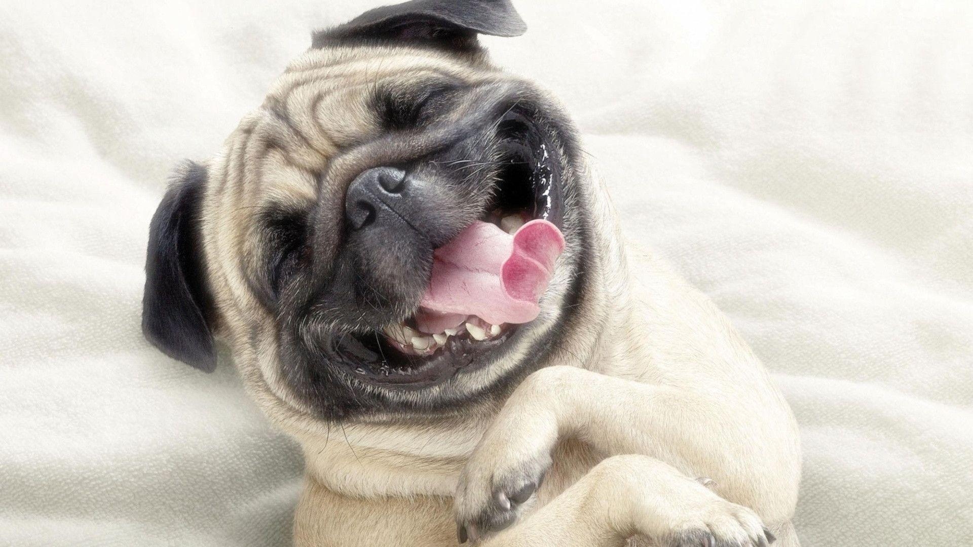 1920x1080 pug puppies wallpaper white. Funny picture photo, funny jokes, Desktop