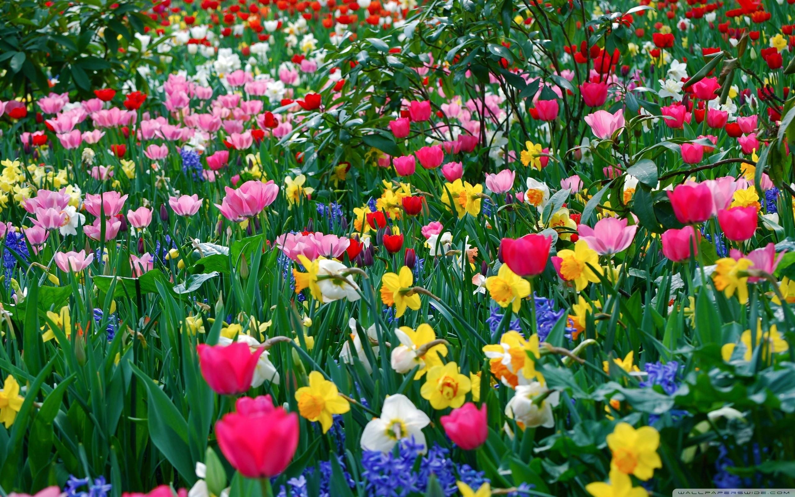 2560x1600 Spring Flowers Wallpaper & Picture, Desktop