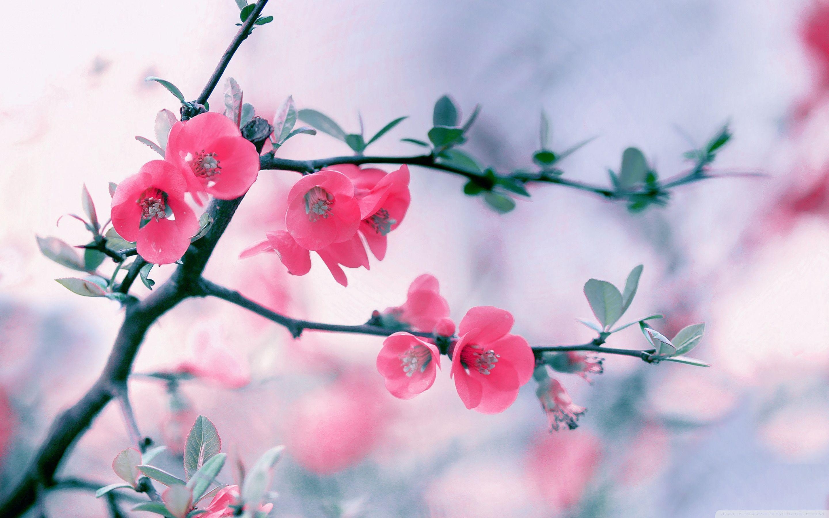 2880x1800 Spring Flowers Wallpaper For Desk HD Wallpaper, Desktop