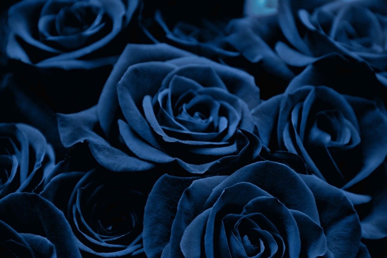 1280x860 Wallpaper Of Blue Roses HD Wallpaper. Blue roses wallpaper, Blue roses, Rose wallpaper, Desktop