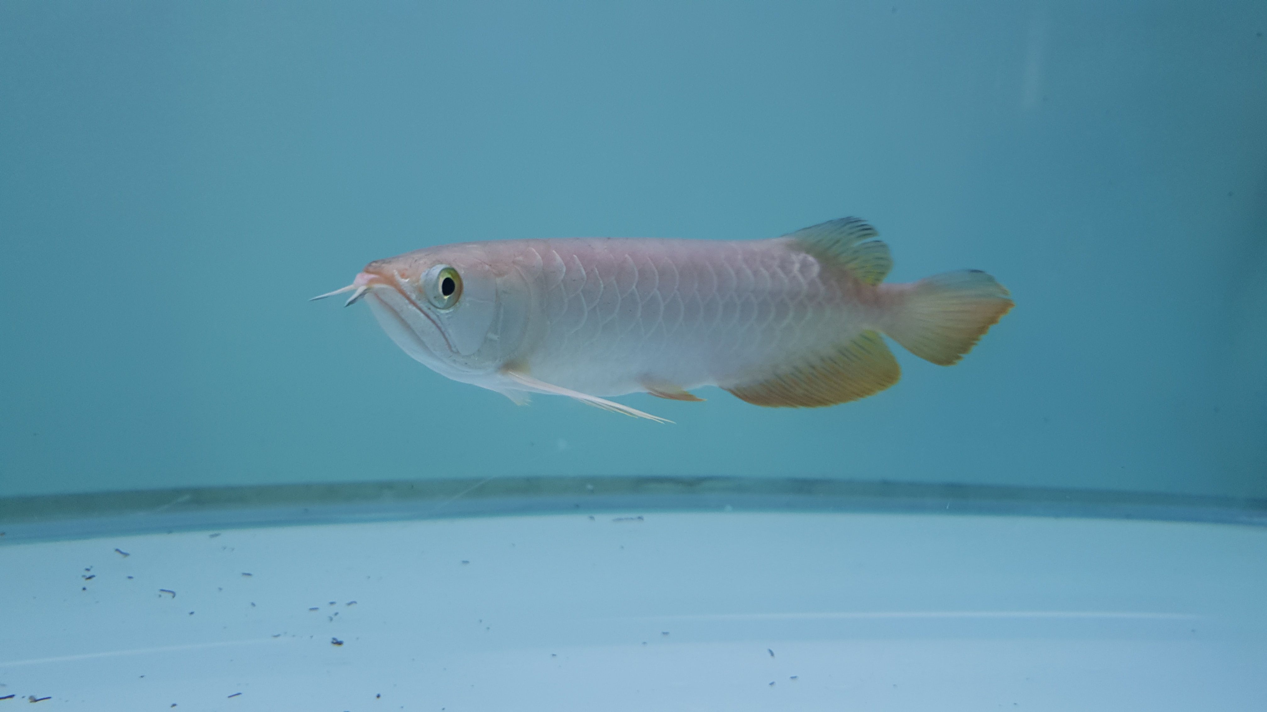 4040x2270 Free of Arowana, Arowana fish, fish Aquarium, Desktop