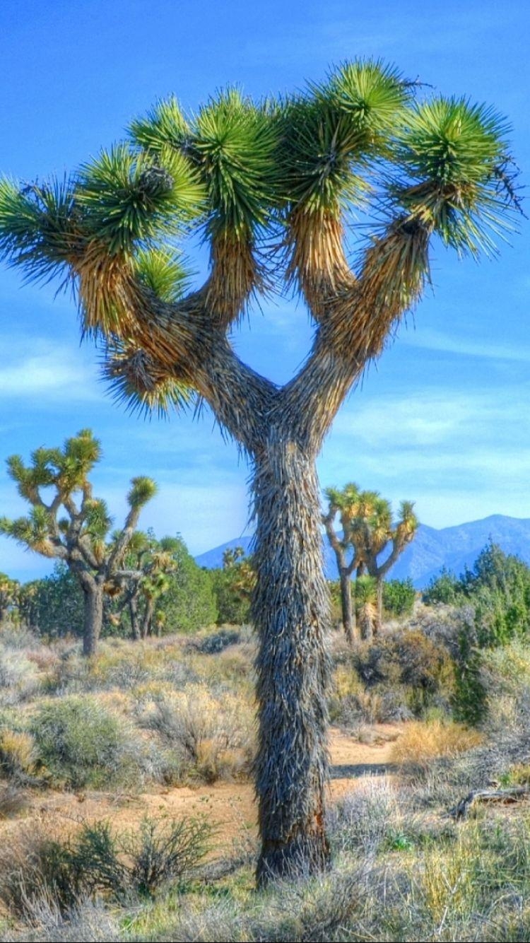 750x1340 IPhone 7 Joshua Tree National Park, Phone