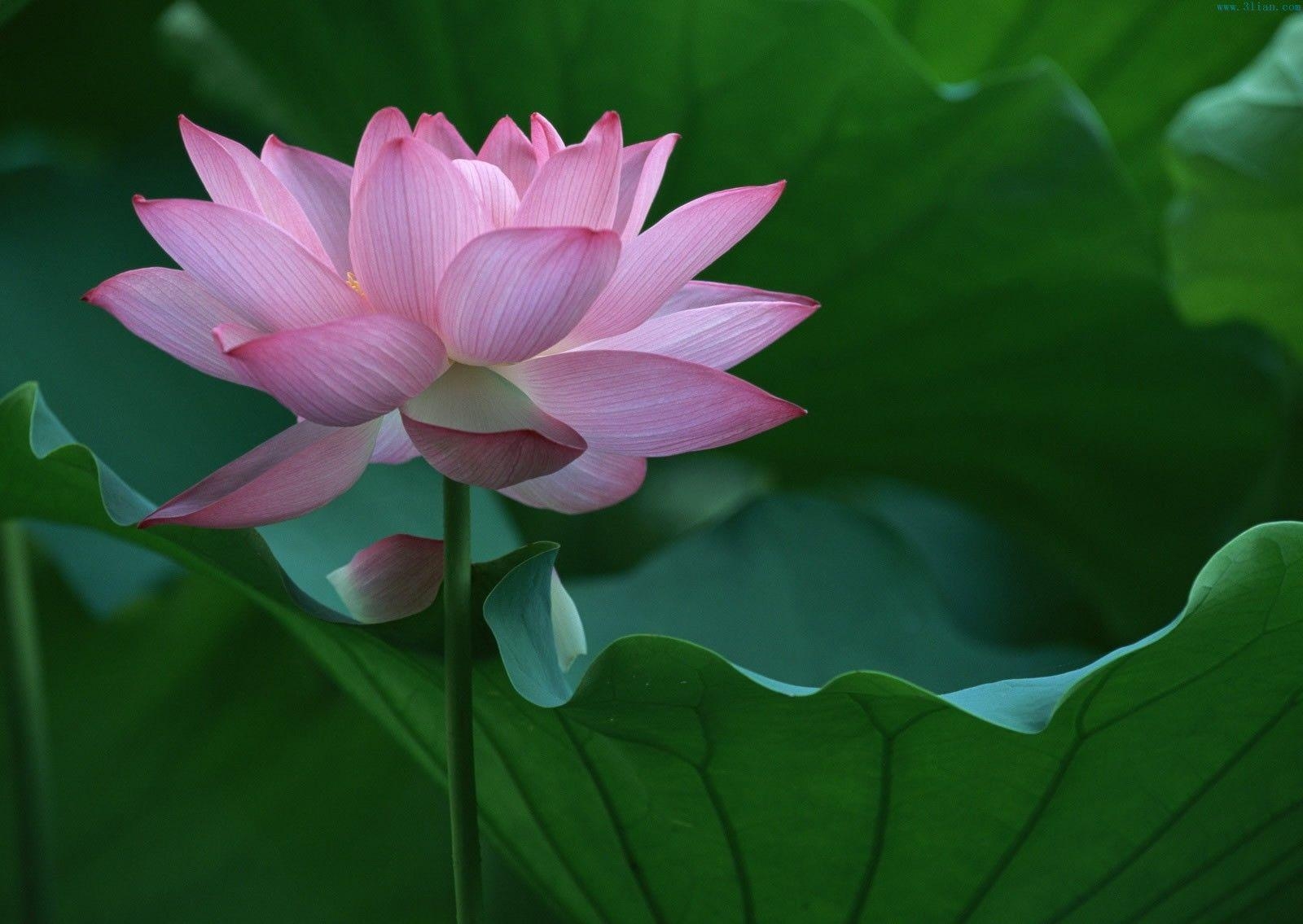 1600x1140 Lotus Flower Pink Desktop Wallpaper for Free Download, Desktop