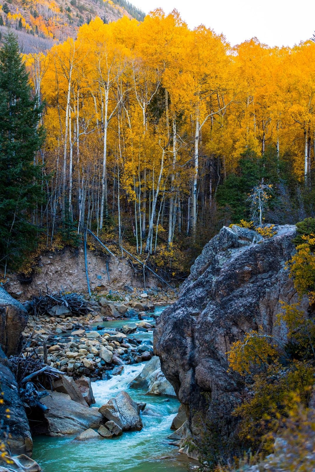 1080x1620 Quaking Aspen Picture. Download Free Image, Phone