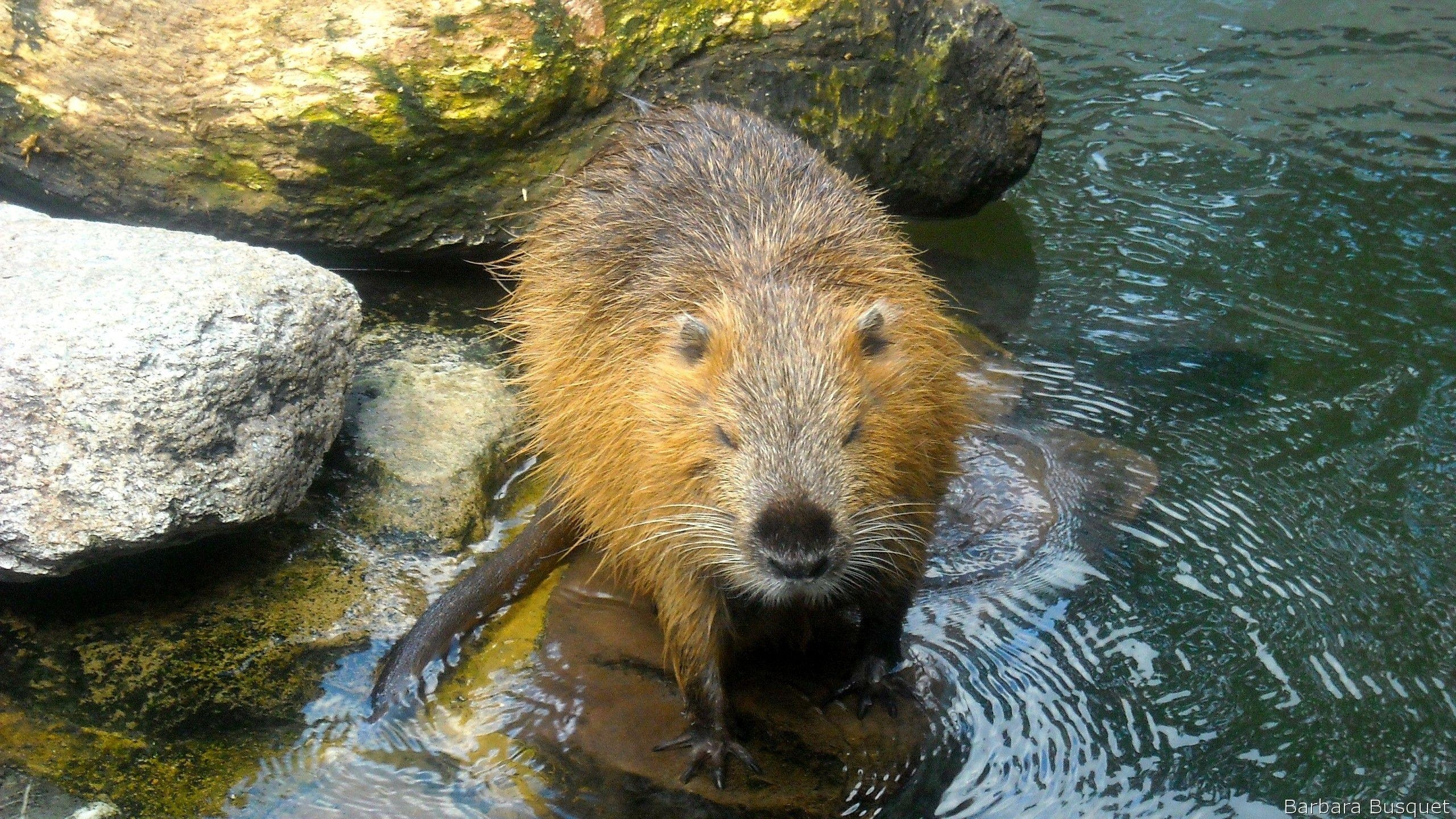 2560x1440 Wallpaper with beaver in the water HD Wallpaper, Desktop