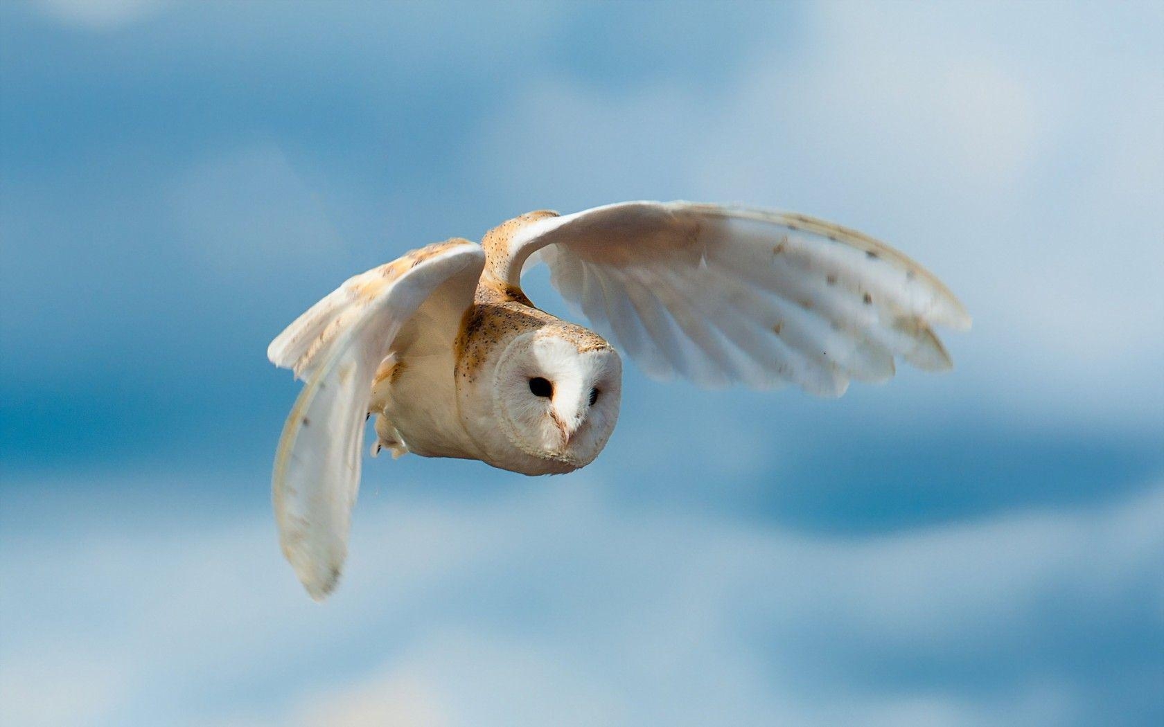 1680x1050 Animals For > Flying White Owl Wallpaper, Desktop