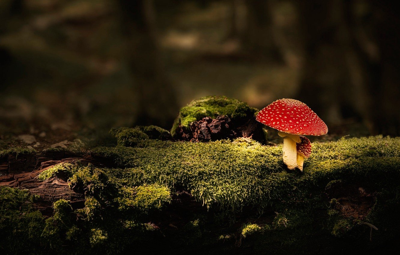 1340x850 Photo Wallpaper Forest, The Dark Background, Mushroom, Background Mushroom HD, Desktop