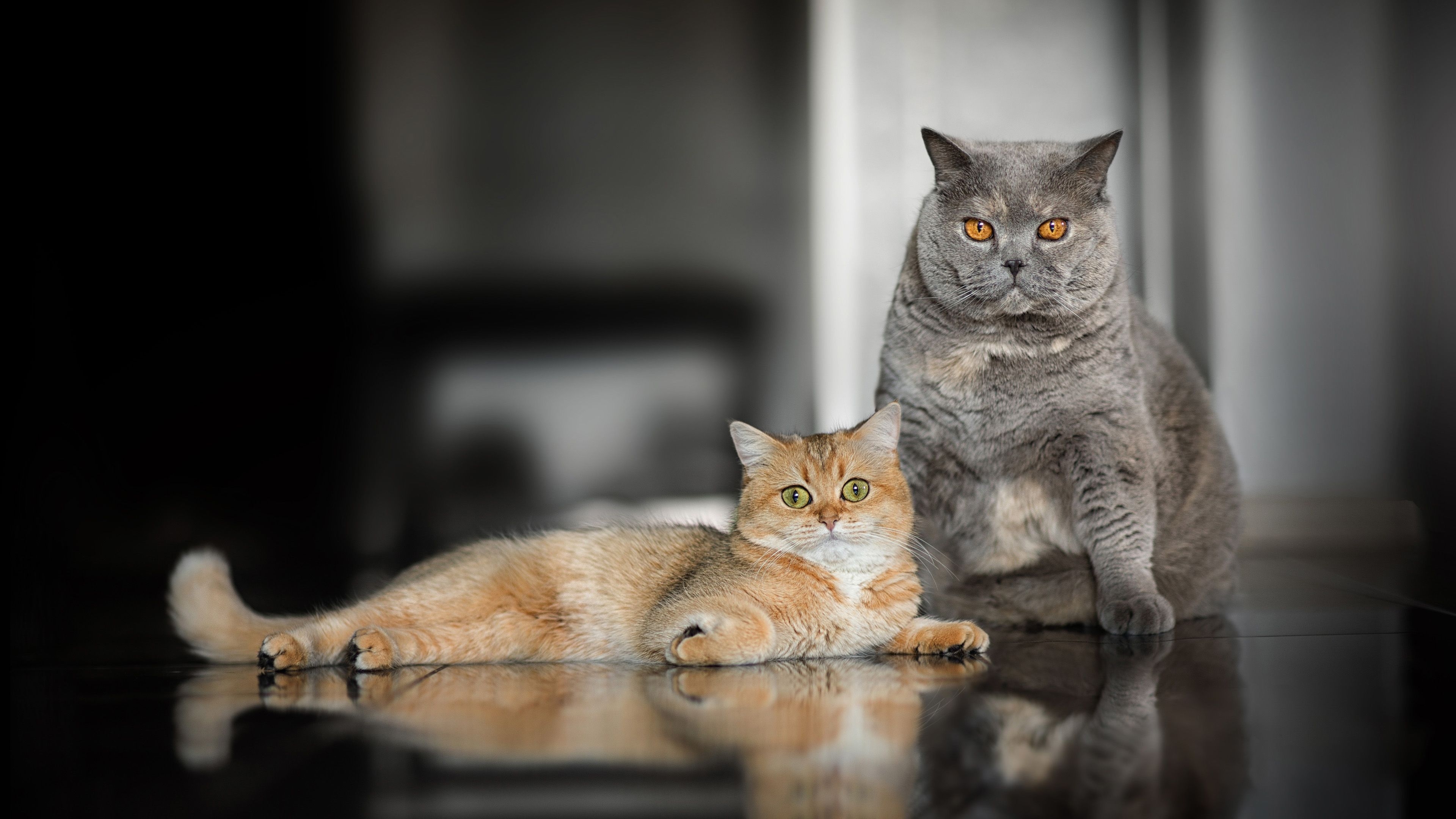 3840x2160 Gray Cat And Brown And White Cat 4K HD Cat Wallpaper, Desktop