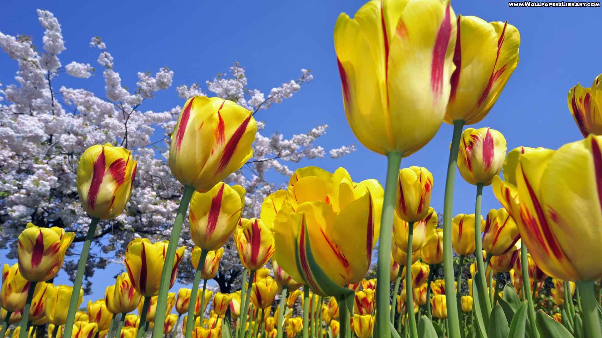 1920x1080 Tulip Flower Desktop Wallpaper. Free Download Tulip HD, Desktop