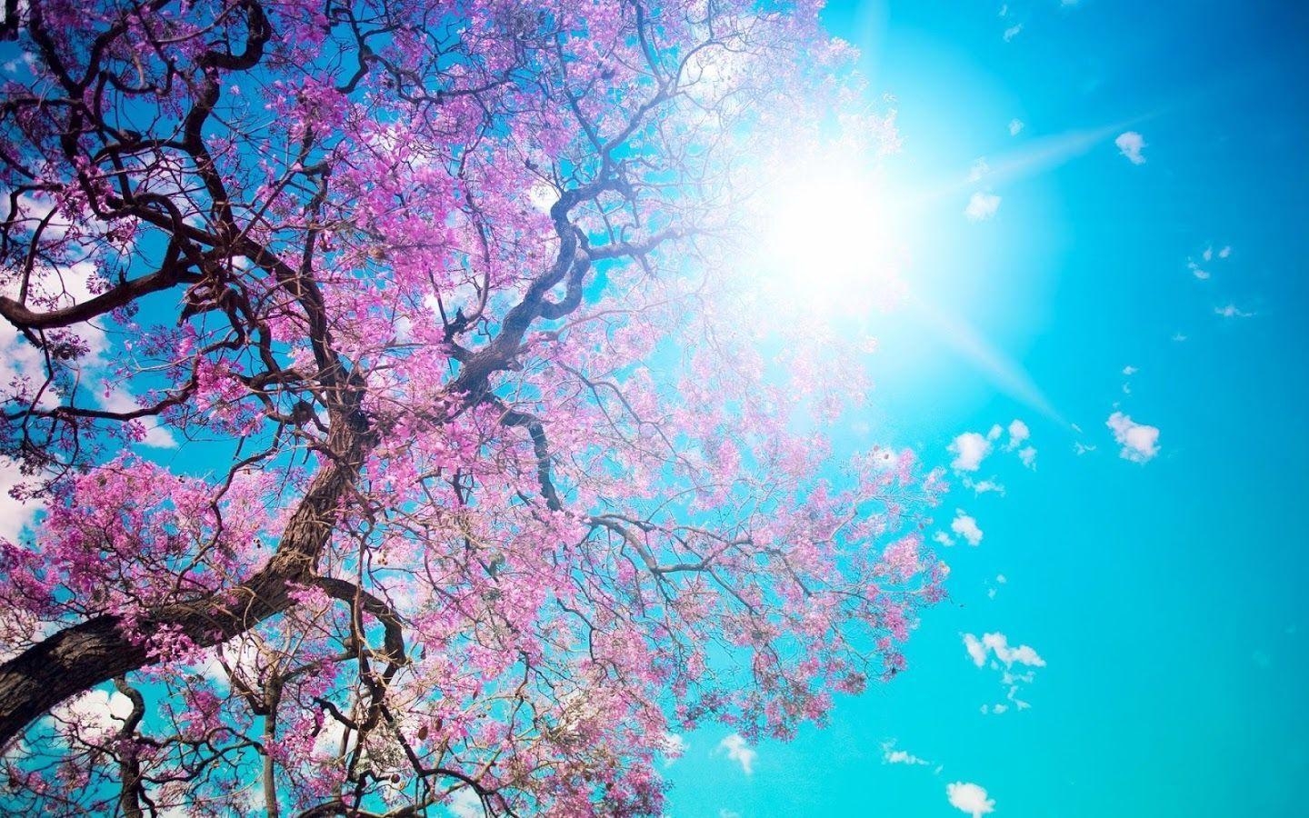 1440x900 Spring Wallpaper Apps on Google Play, Desktop