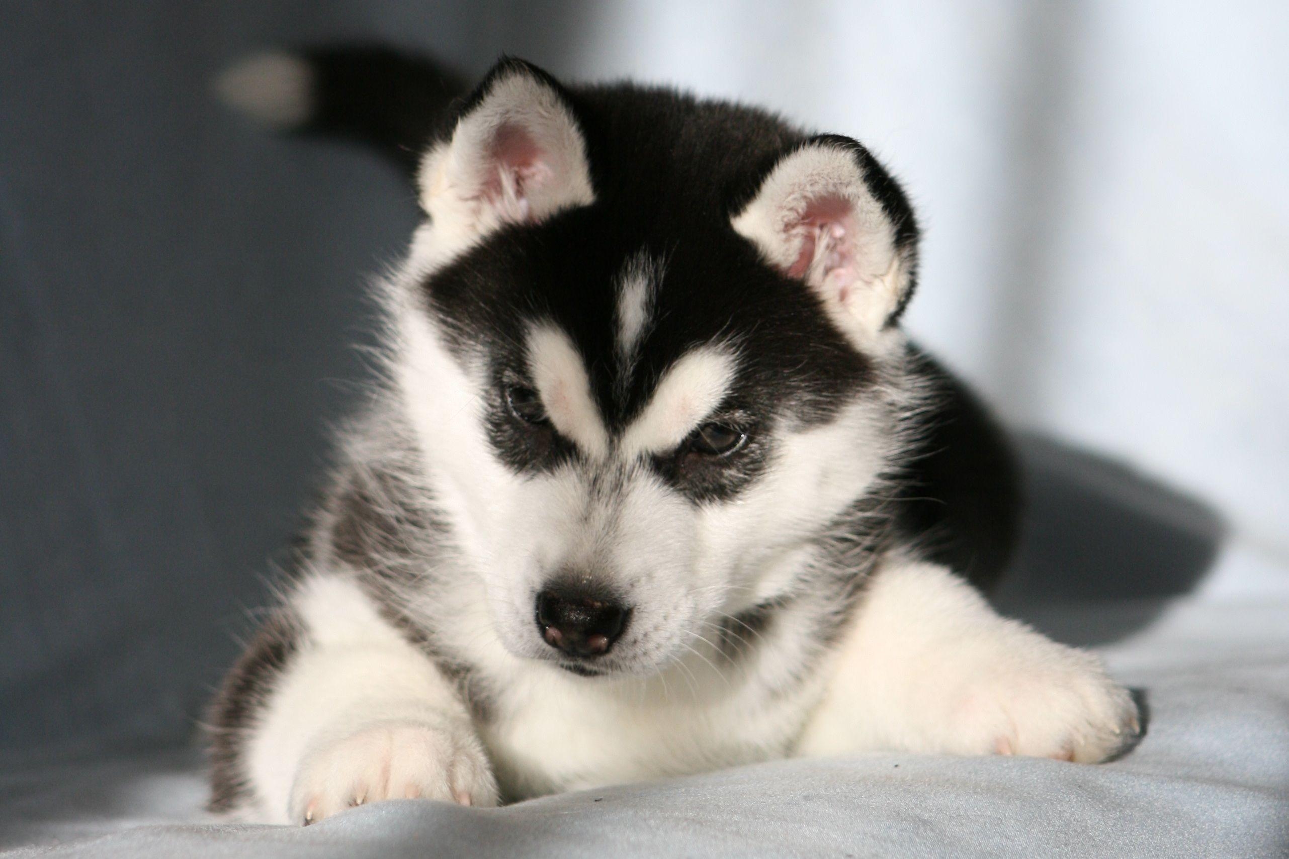 2570x1710 Husky Puppy Wallpaper Free with High Definition Wallpaper German, Desktop