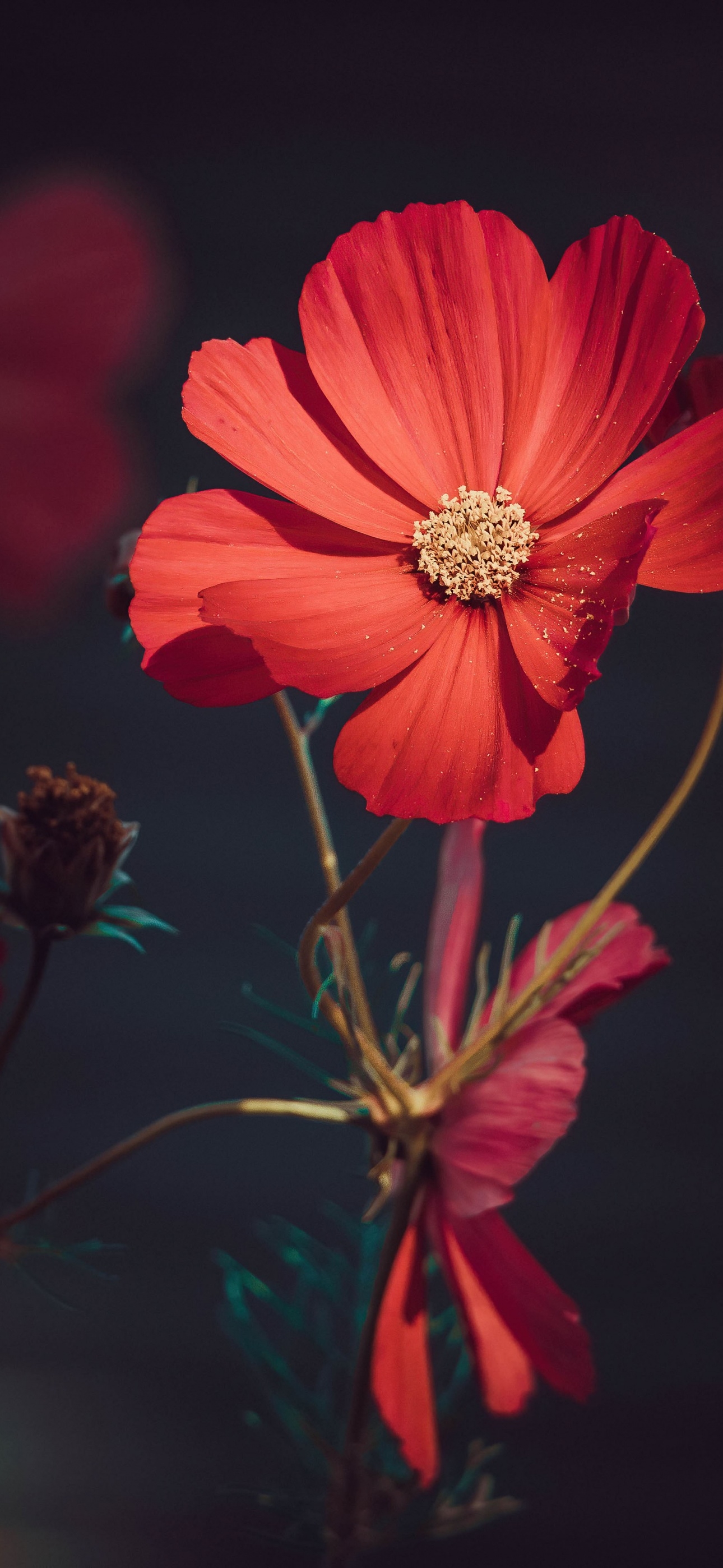 1290x2800 Orange flowers Wallpaper 4K, Summer, Blossom, Bloom, Aesthetic, Phone