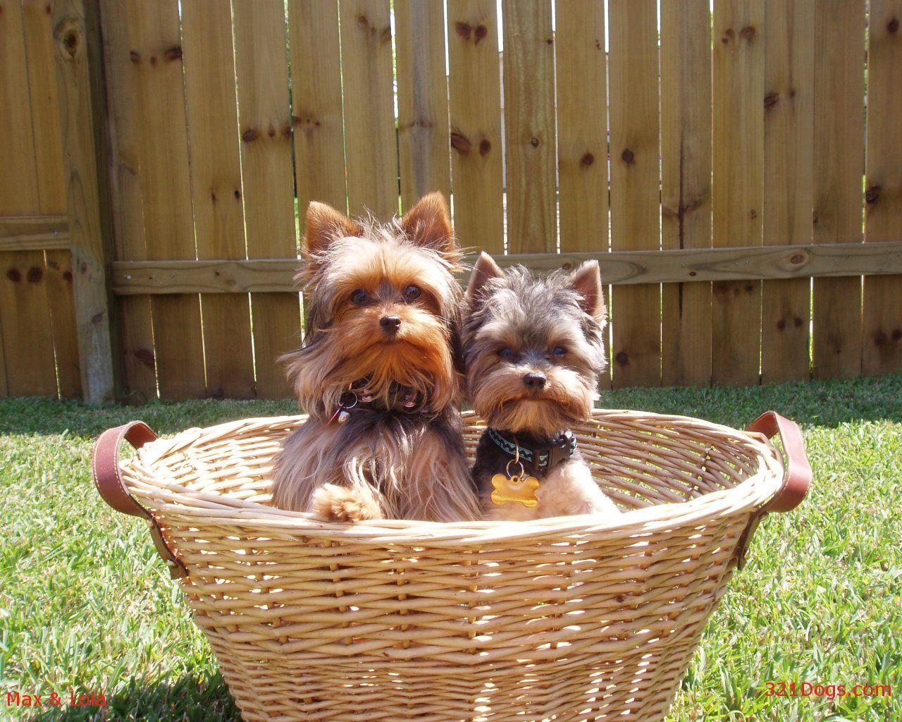 1280x1030 Yorkshire Terrier (Yorkie) Wallpaper, Puppy Picture, Breed Info, Desktop