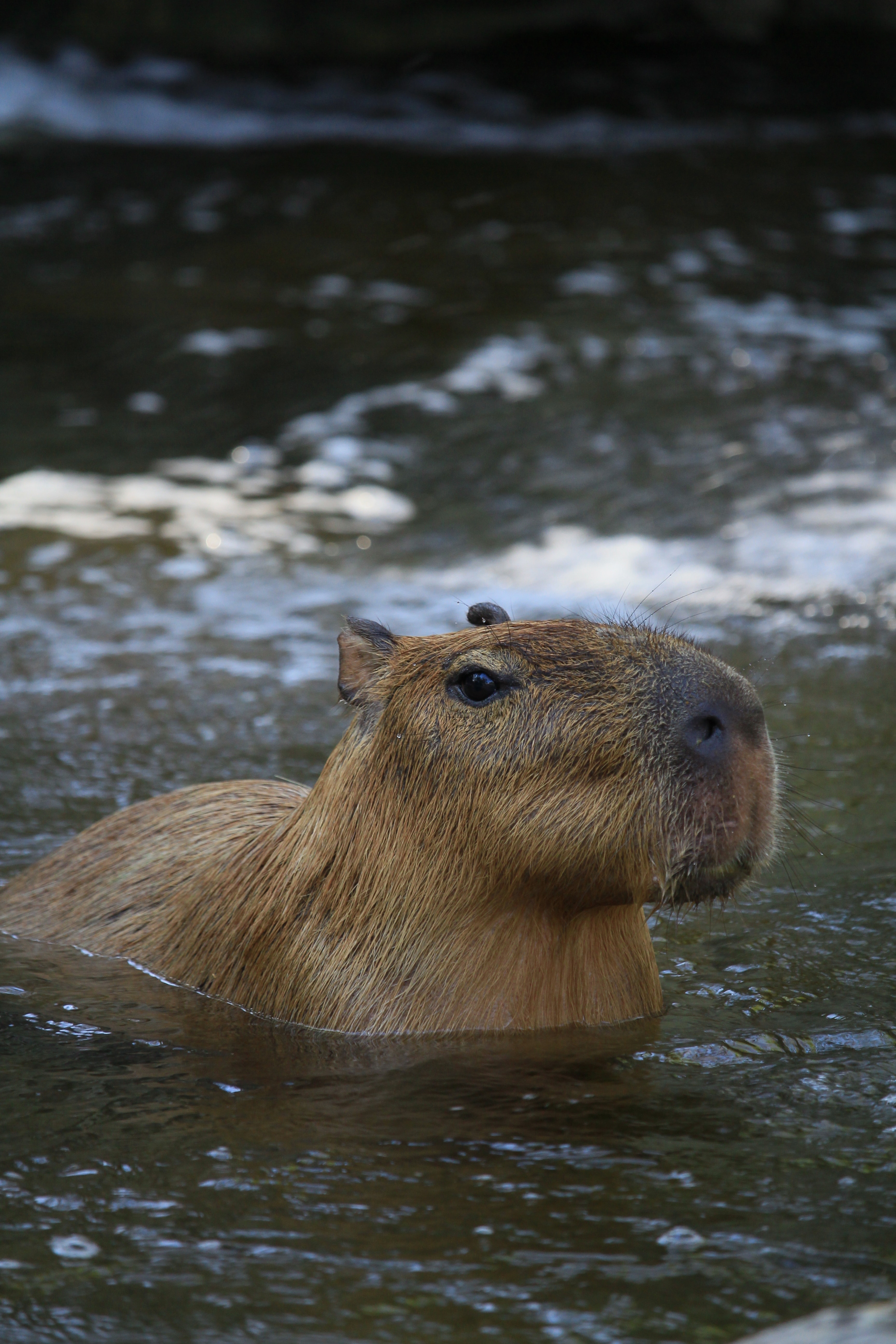 3460x5190 Capybara Photo, Download The BEST Free, Phone