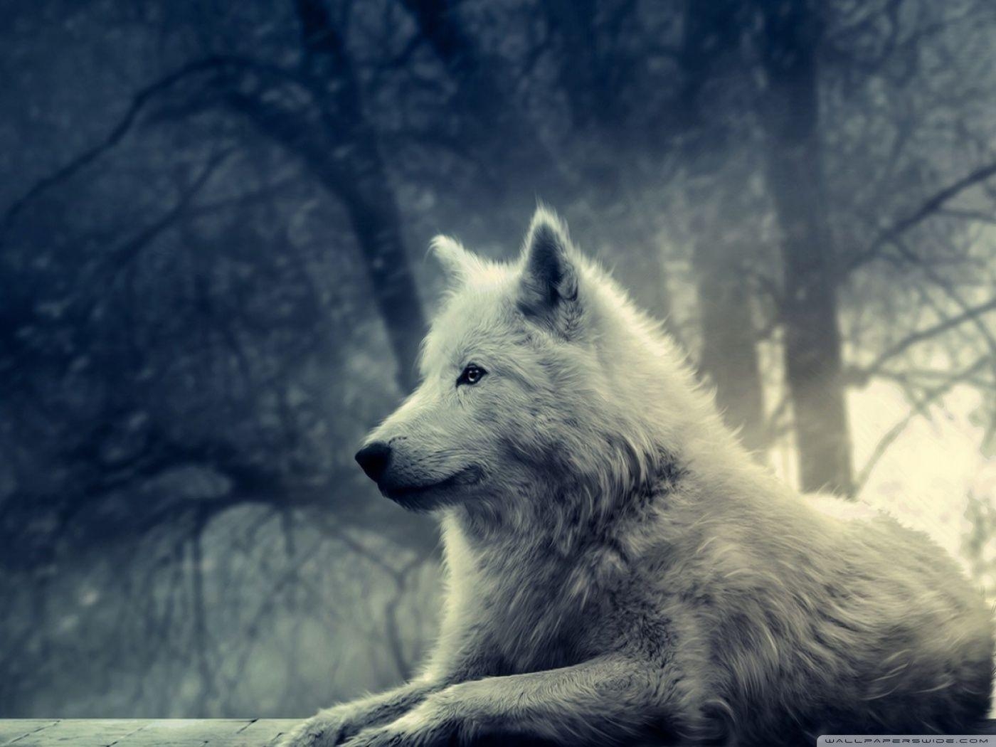 1400x1050 White Wolf Painting ❤ 4K HD Desktop Wallpaper for 4K Ultra HD TV. Wolf photo, Animals beautiful, White wolf, Desktop