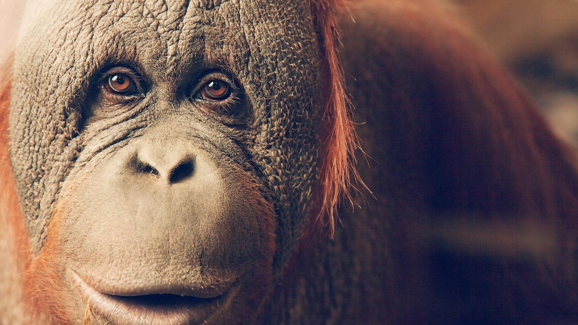 1920x1080 Orangutan Wallpaper 28 X 1200, Desktop