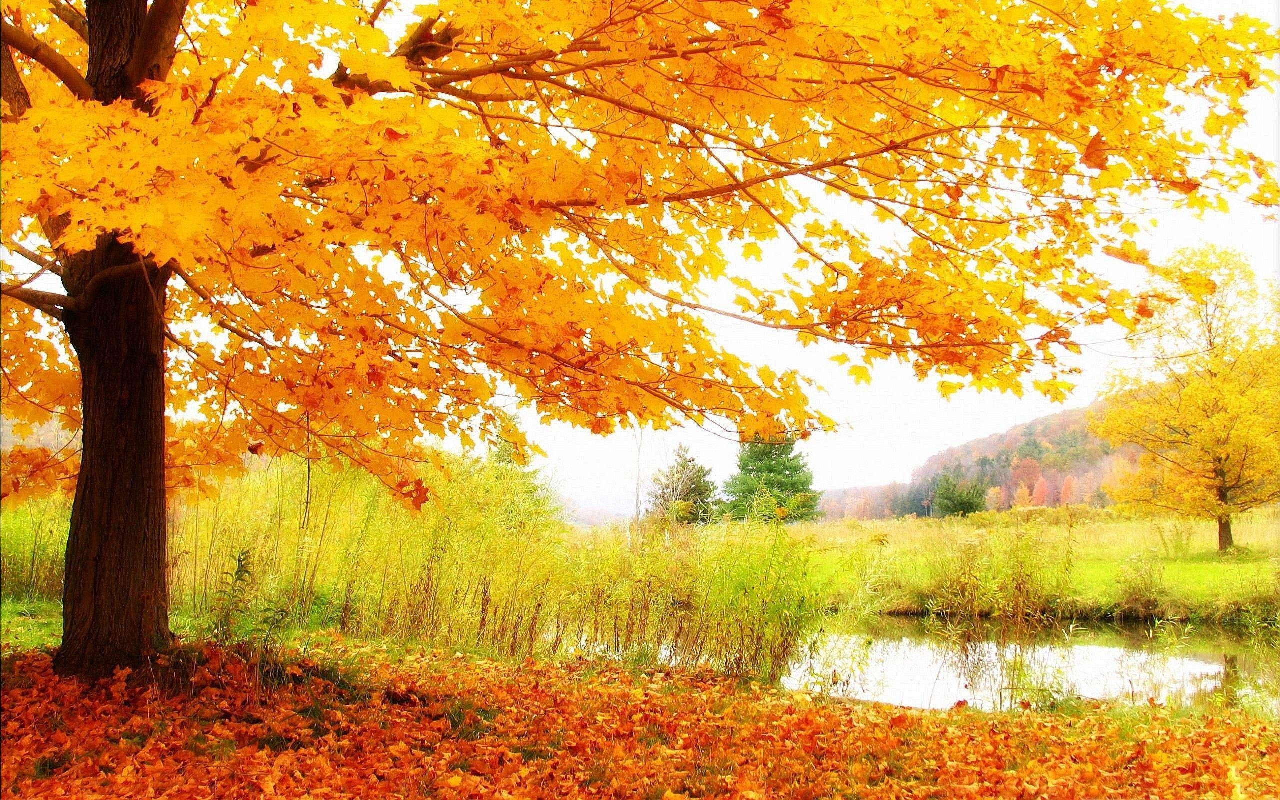 2560x1600 beautiful fall colors. Autumn scenery, Scenery wallpaper, Scenery, Desktop