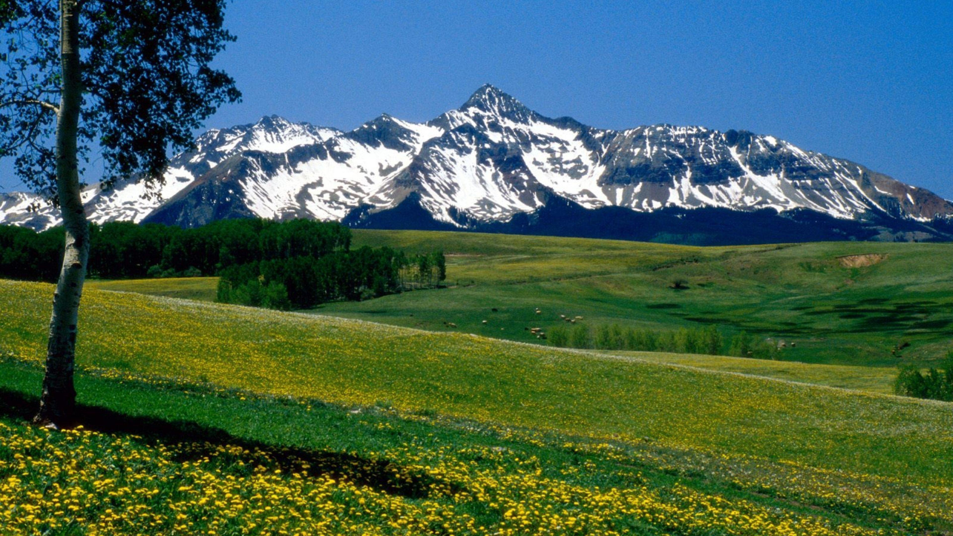 3840x2160 Download Wallpaper  Mountains, Meadows, Tree, Flowers, Desktop