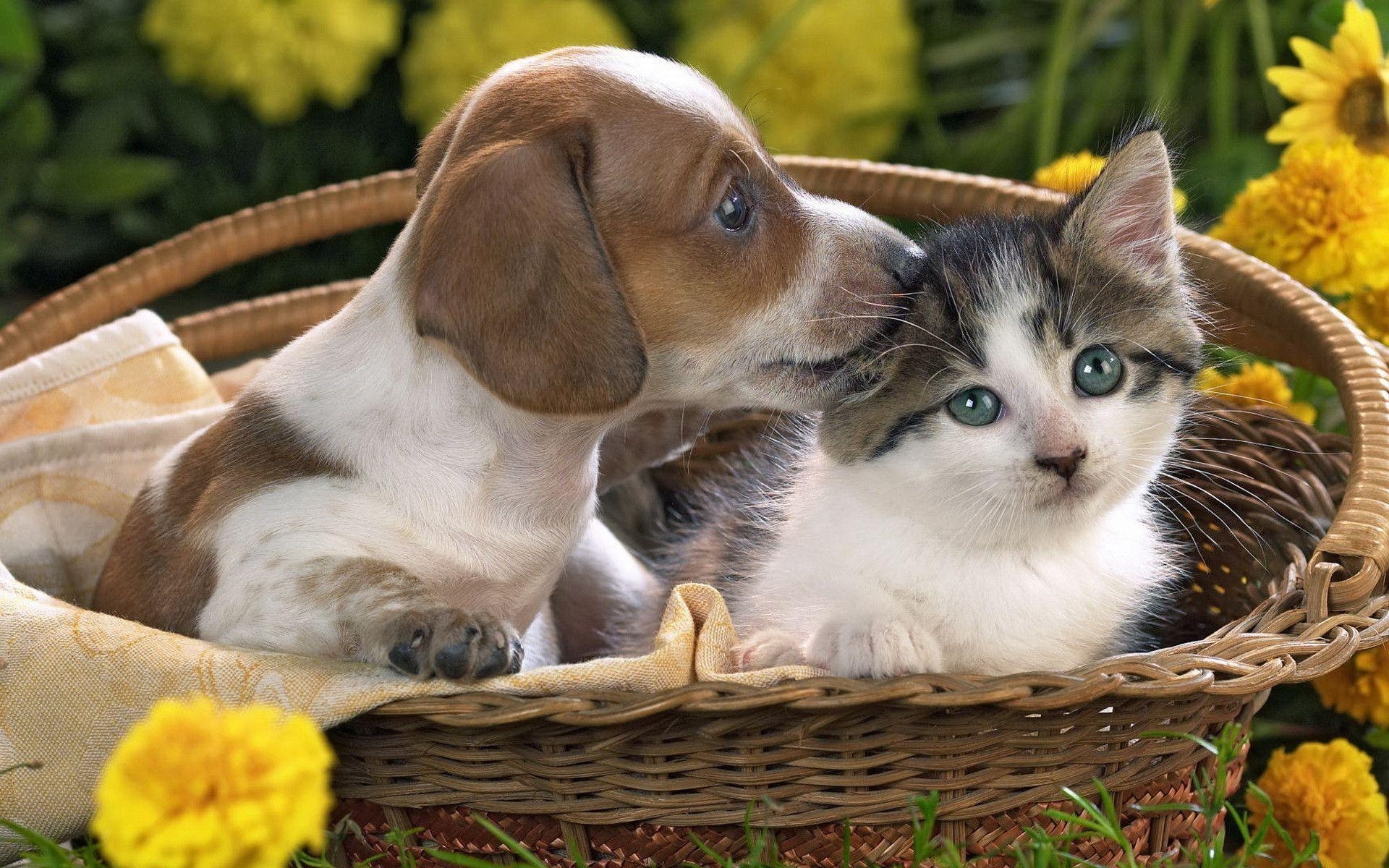 1920x1200 Puppy and kitten wallpaper and image, picture, photo, Desktop