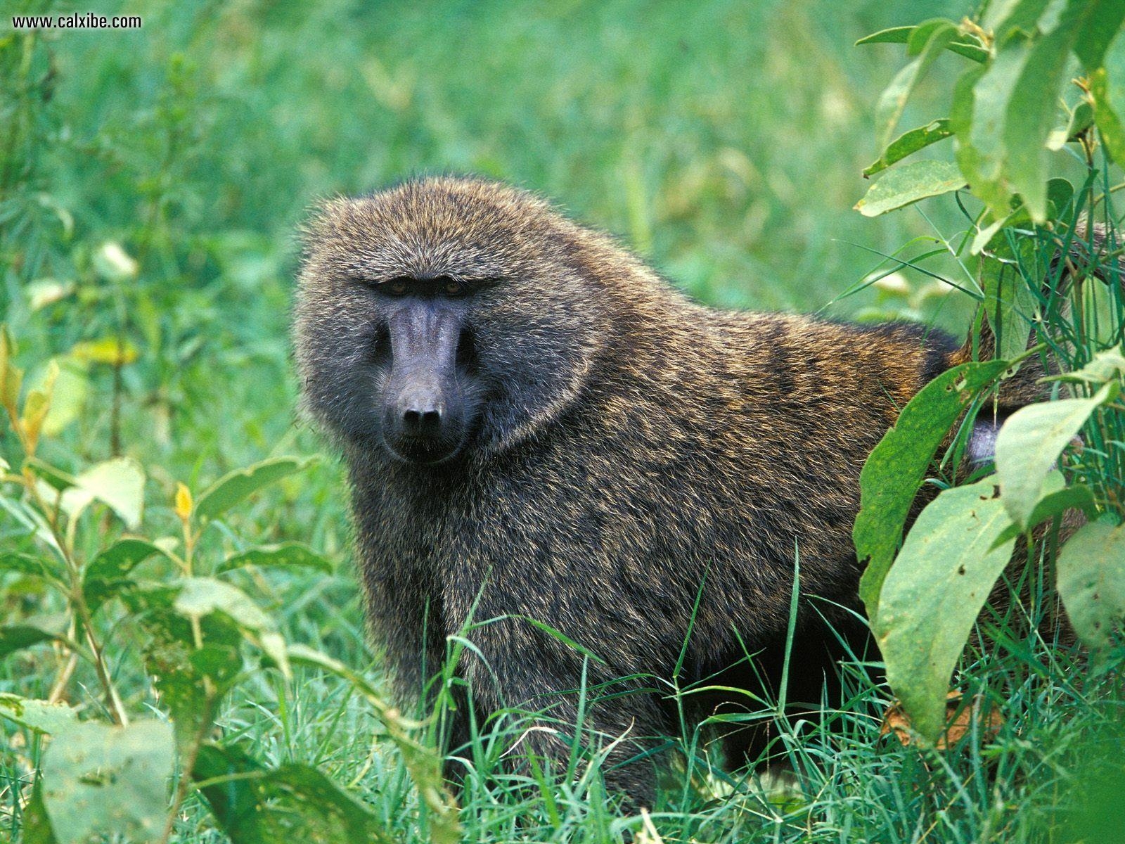 1600x1200 Animals: Male Olive Baboon Lake Nakuru National Park Kenya, picture, Desktop