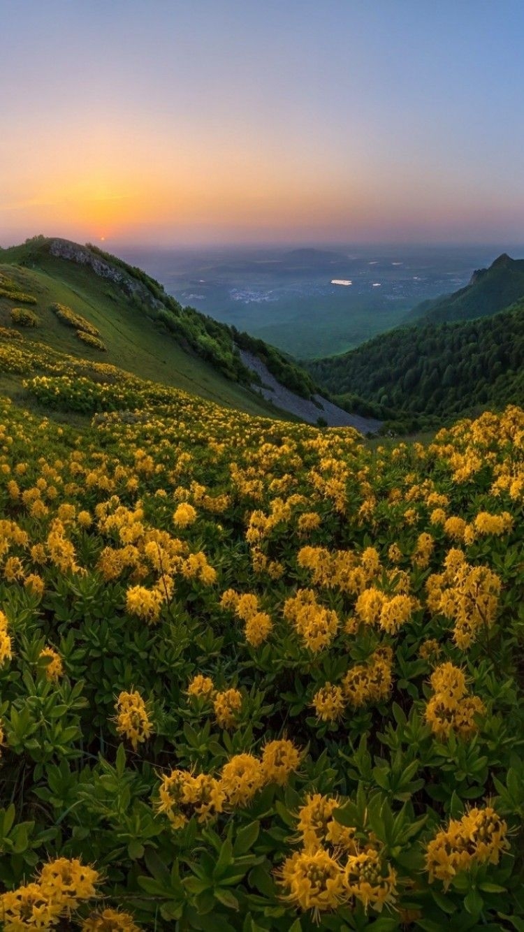 750x1340 Download  Yellow Flowers, Field, Sunset, Hill, Mountain, Phone