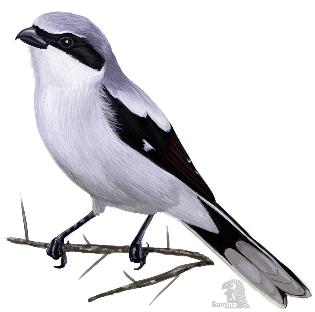 1030x1020 Shrike Wallpaper. Shrike Wallpaper, Desktop