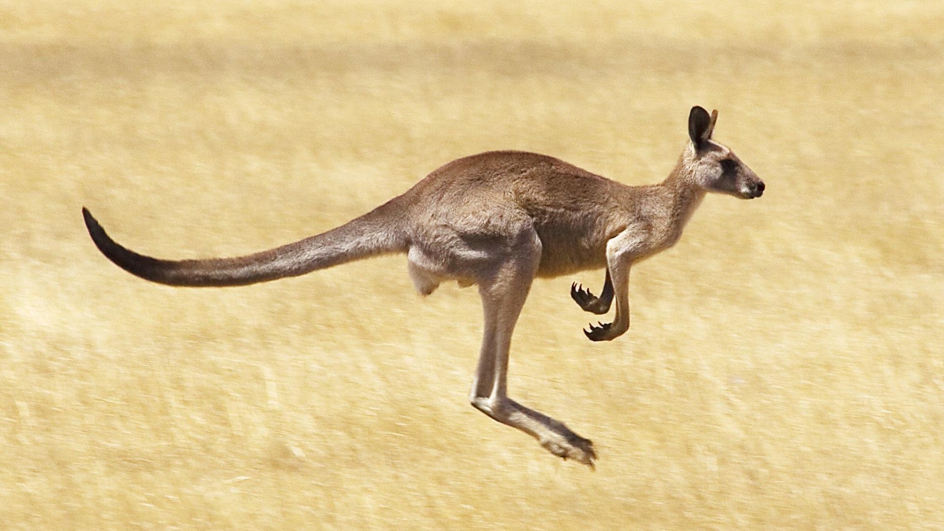 1920x1080 Kangaroo Background, Desktop