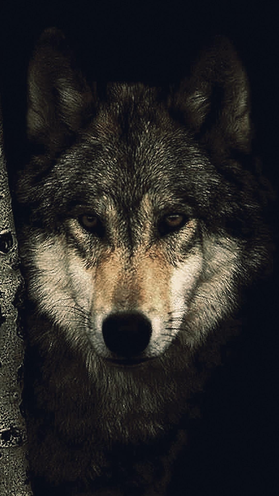 1080x1920 Wolf Wallpaper for iPhone, Phone