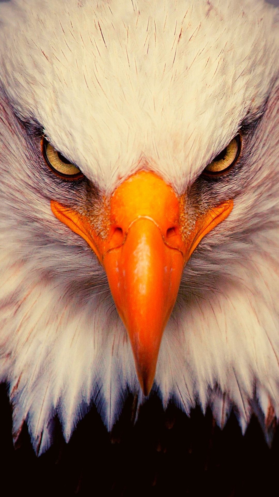 1080x1920 Eagle Wallpaper 4K iPhone Free Download, Phone