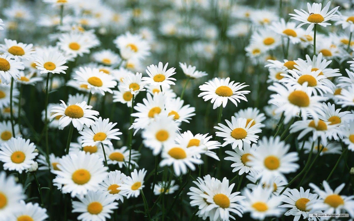 1440x900 Daisy Flower Wallpaper, Desktop