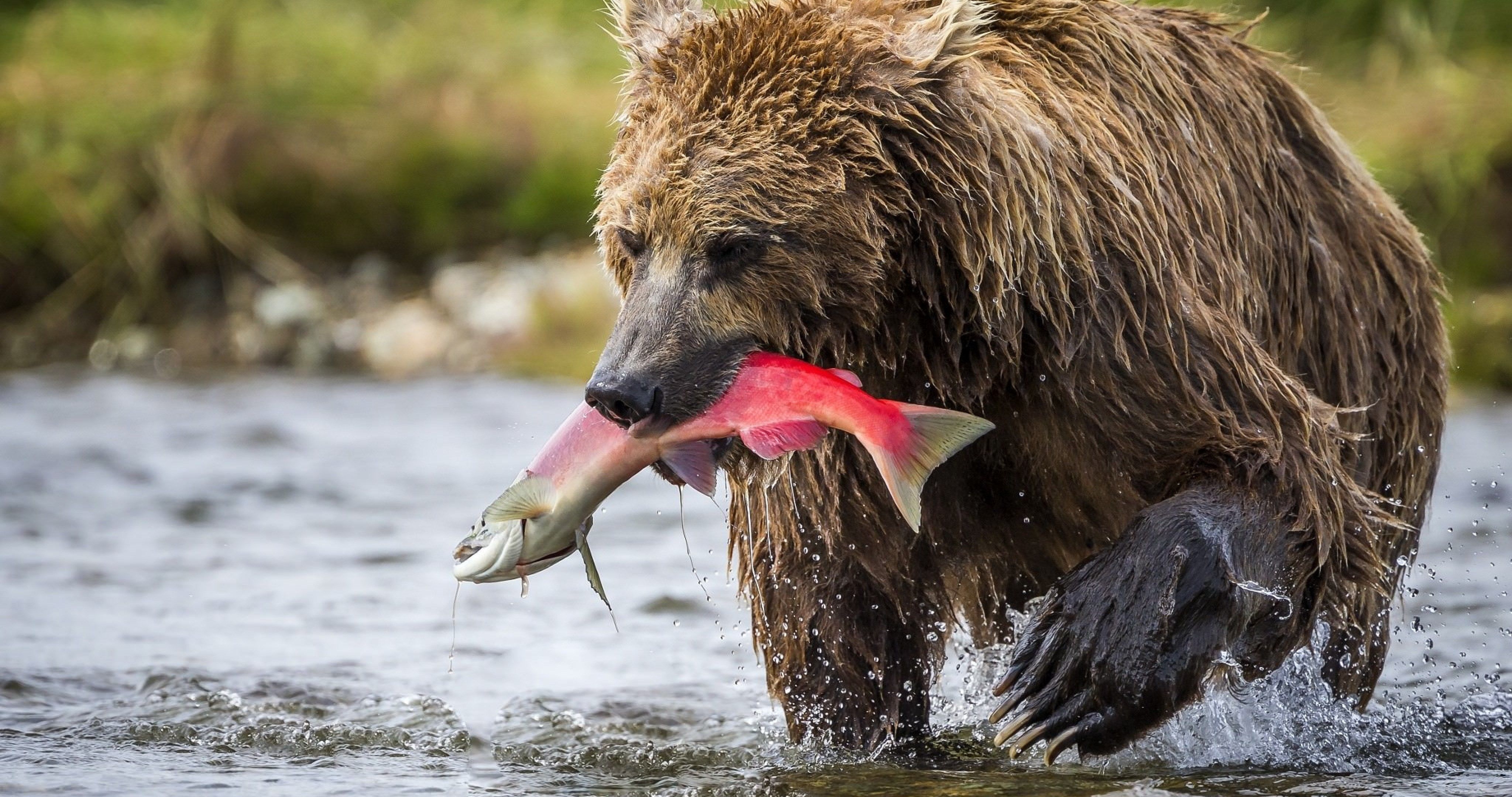 4100x2160 brown bear in alaska 4k ultra HD wallpaper High quality walls, Desktop