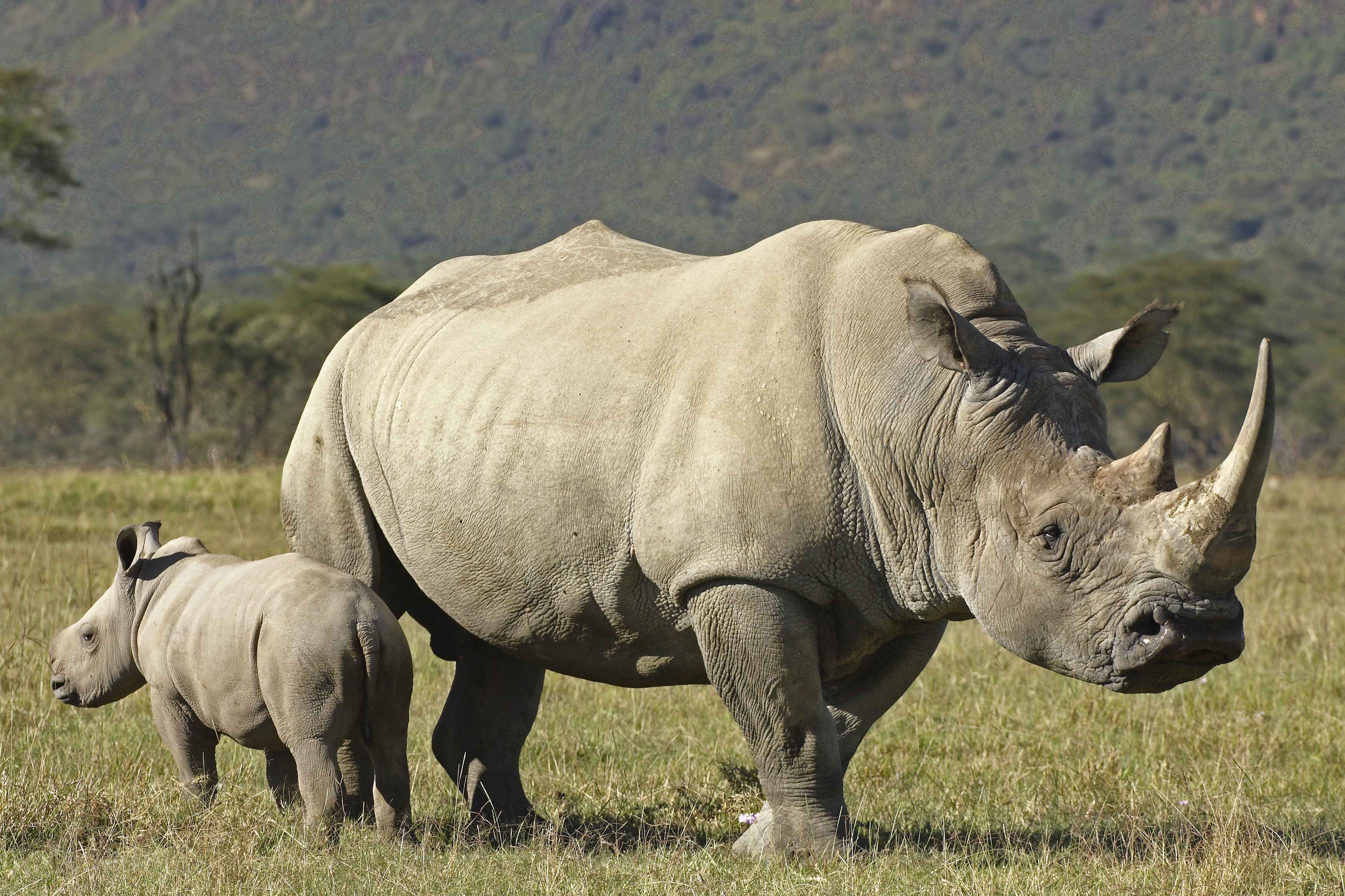 4200x2800 Rhino Full HD Wallpaper and Background Imagex1438, Desktop