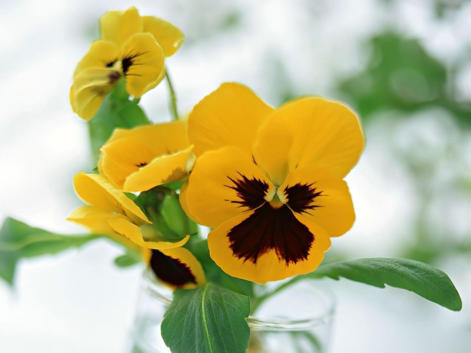 1600x1200 Free Pansy Flowers Wallpaper 43229  px, Desktop