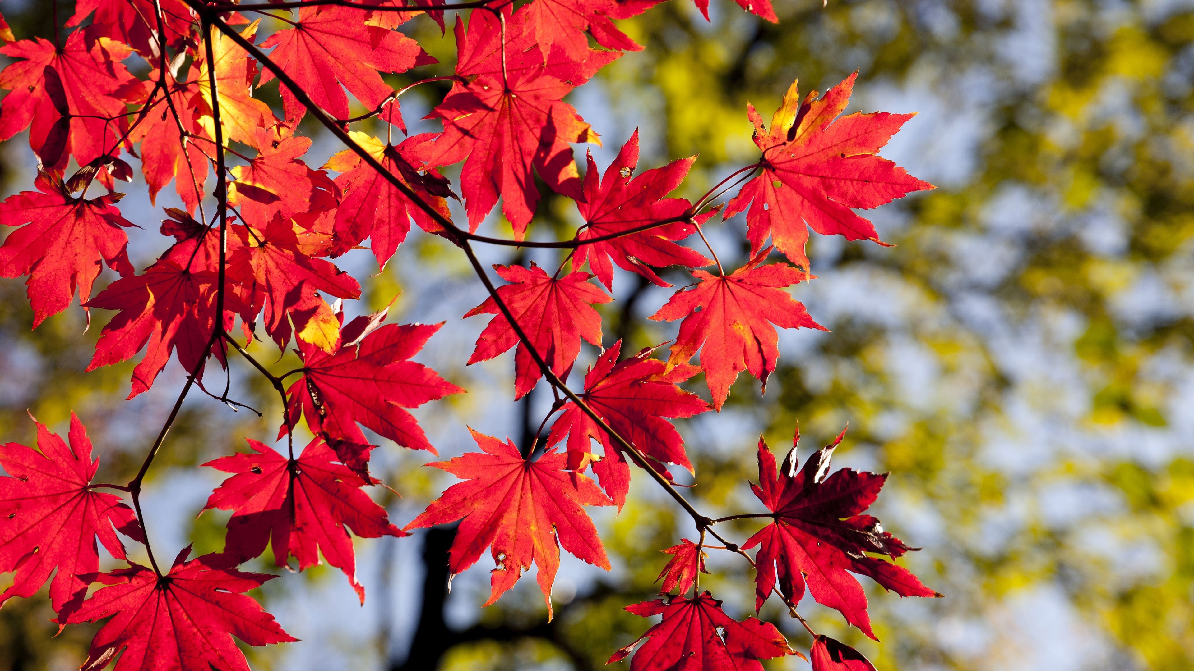 3840x2160 Autumn Colors 4K Chromebook Wallpaper, Desktop