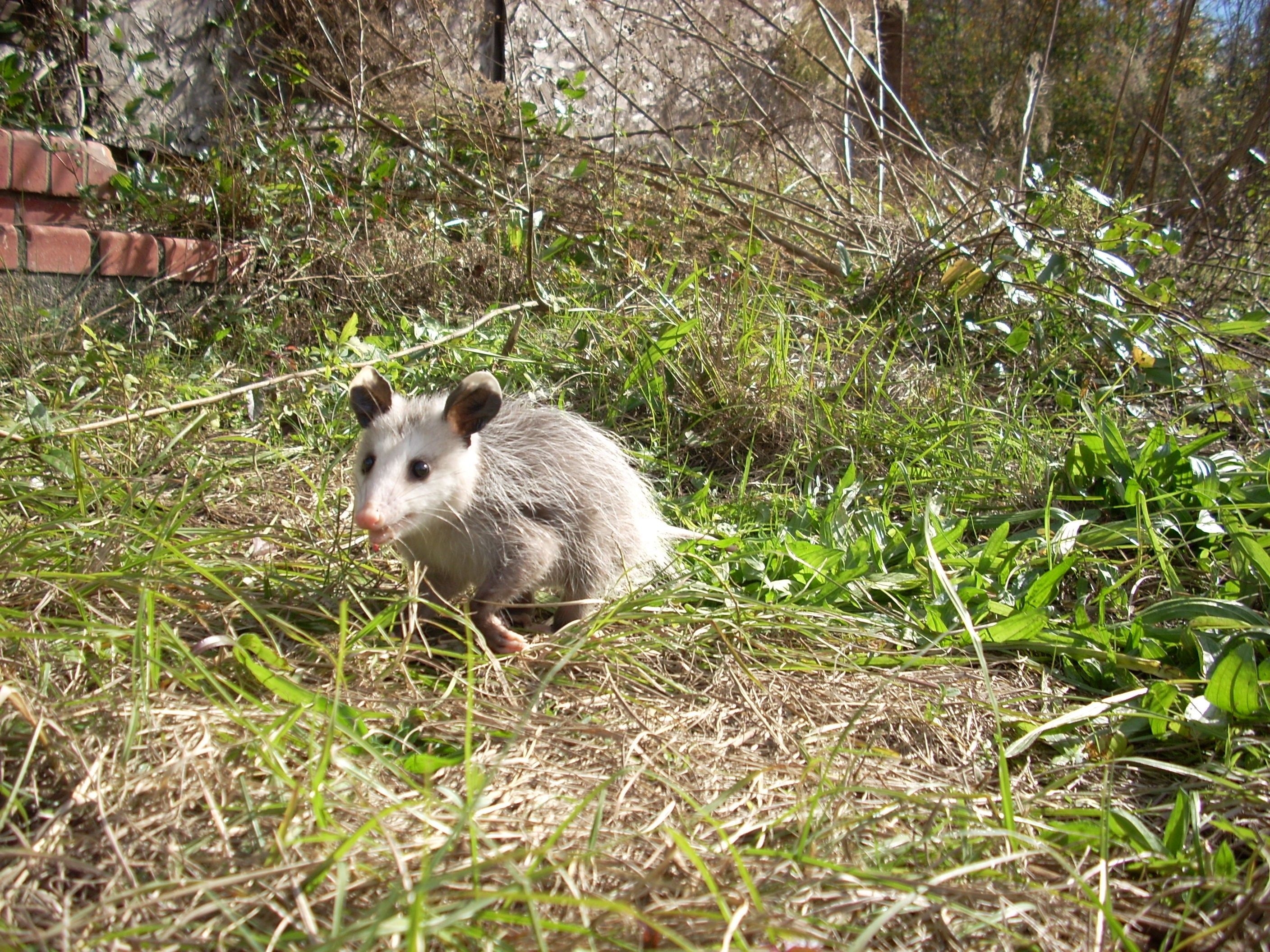 2820x2120 Other Opossum Baby Marsupial Possum Wallpaper Of Animals Free, Desktop