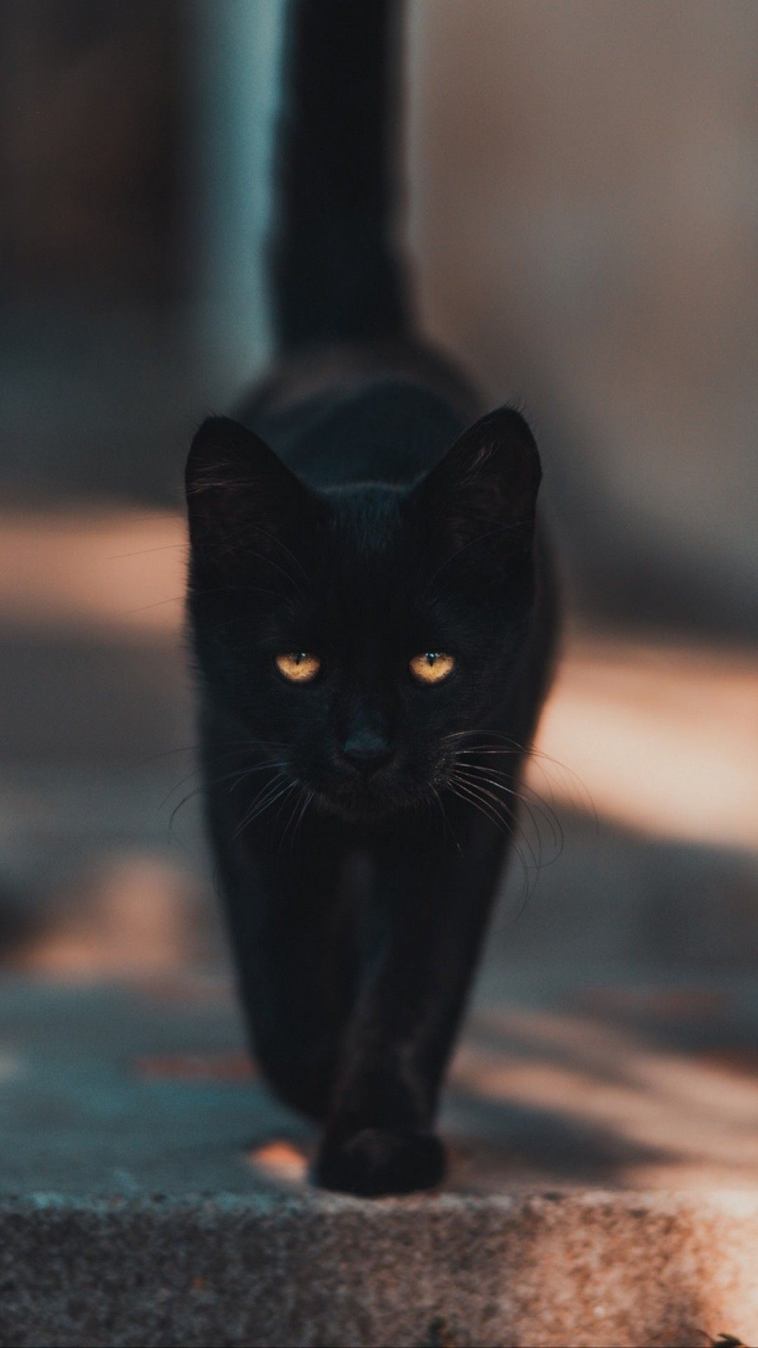 1080x1920 Black cat walking HD Wallpaper iPhone 6 / 6S Plus Wallpaper, Phone