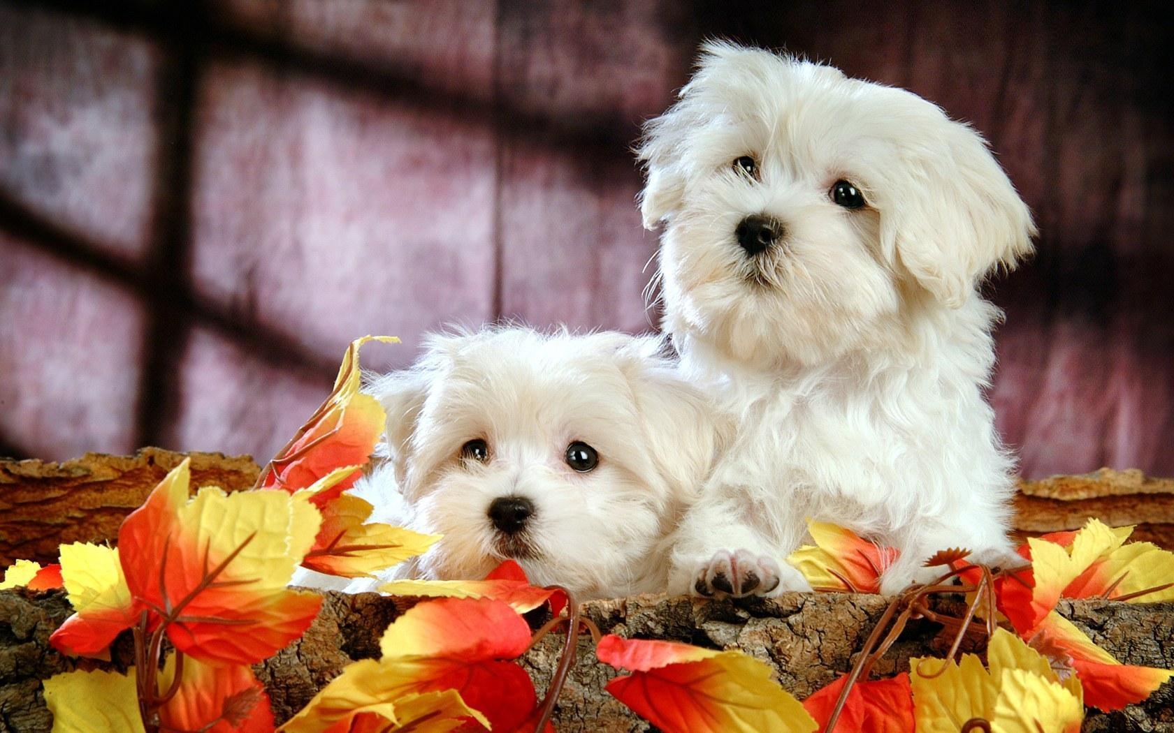 1680x1050 HD wallpaper Cute White Puppy HD Wallpaper White Puppies Wallpaper, Desktop