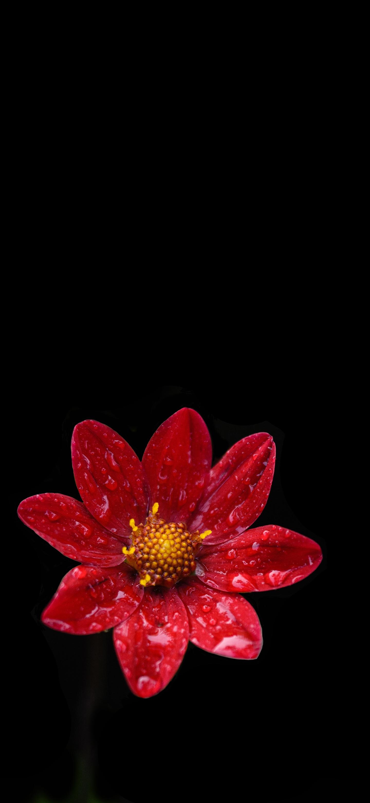 1440x3120 Small red flower Amoled Wallpaper, Phone